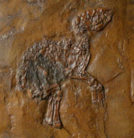 <i>Propalaeotherium hassiacum</i> - Messel horse